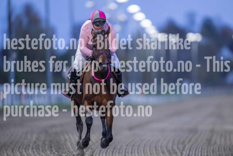 20261015-174219-DSC_6841