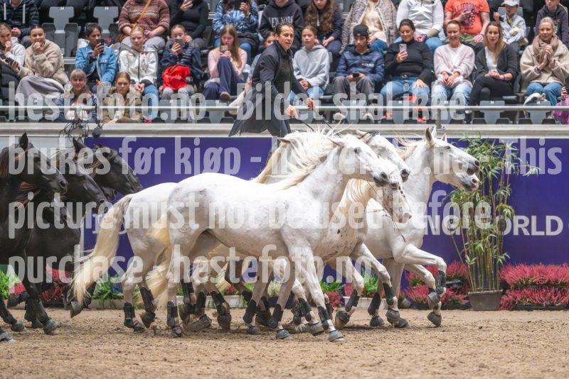20241020-132622-2024-10-20-13-26-23-54-NIKON-Z-9
