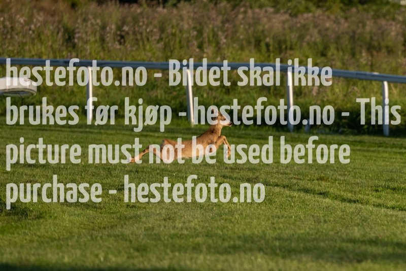 20220811-194056-DSC6290