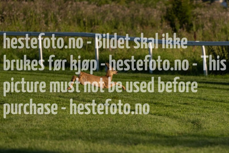 20220811-194056-DSC6291