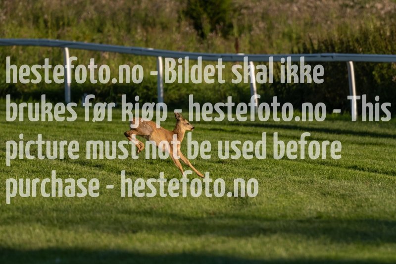 20220811-194056-DSC6292