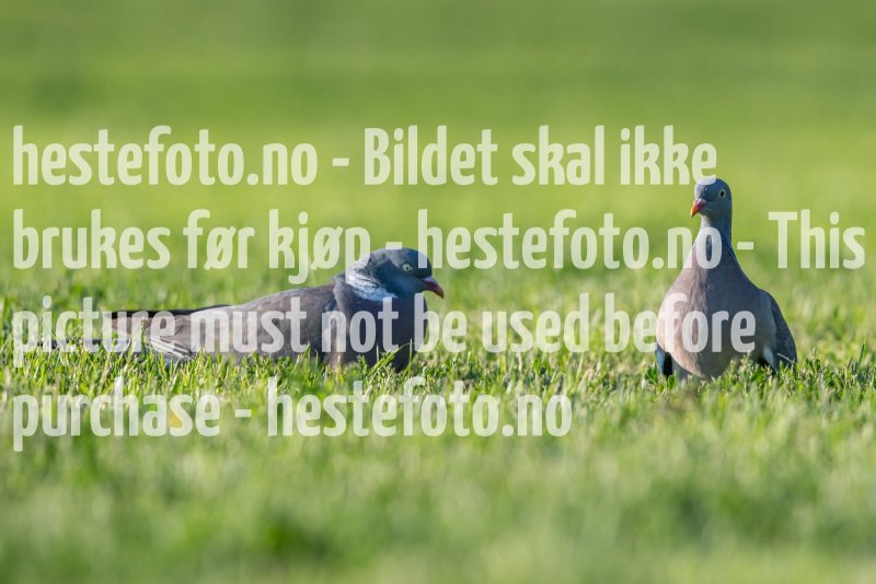 20230624-202523-DSC_8868
