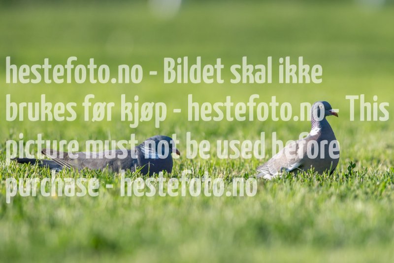 20230624-202525-DSC_8890