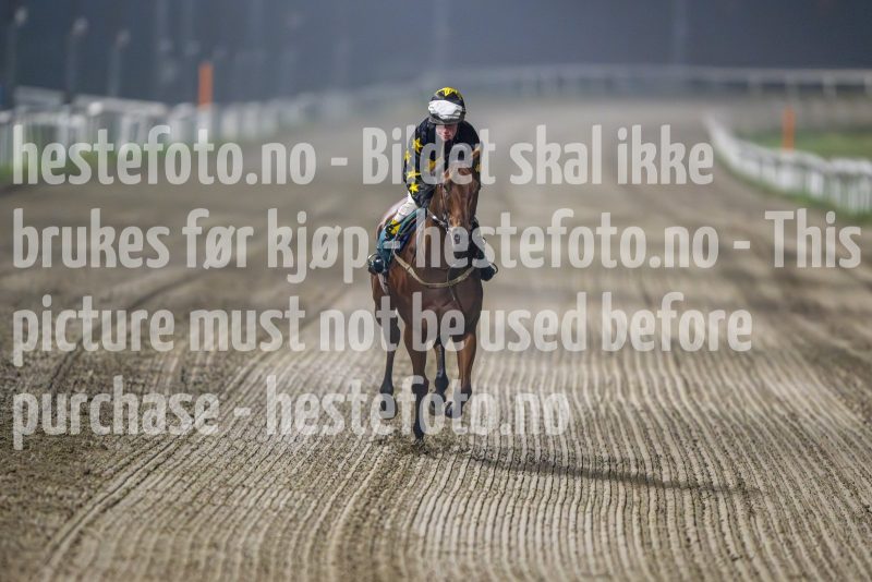 20241017-192602-DSC_8516
